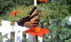 Butterflies in the Garden